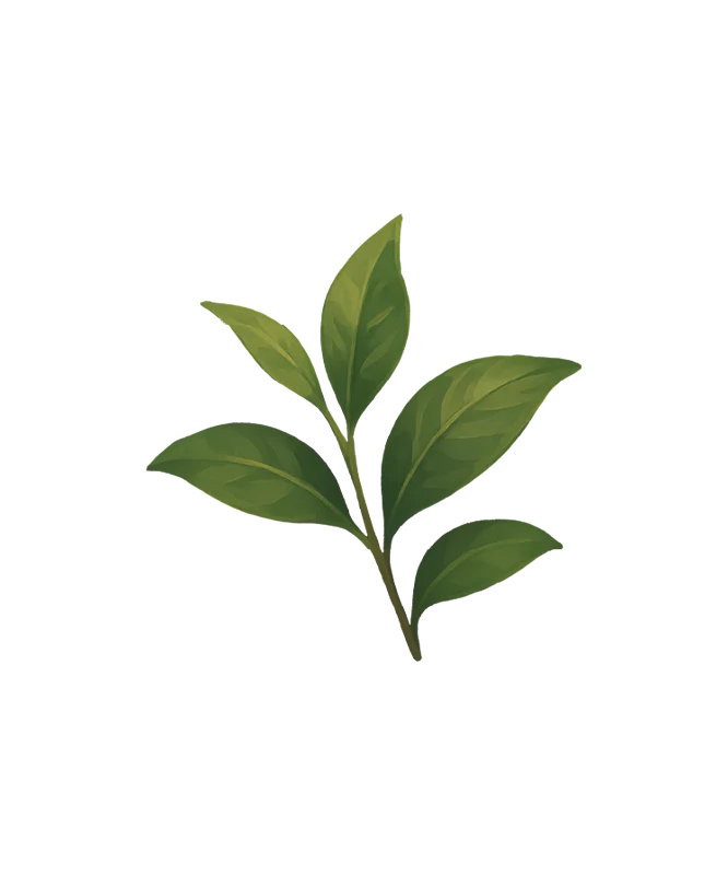 Green Tea Extract