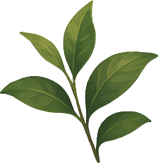Green Tea Extract