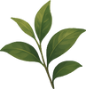 Green Tea Extract