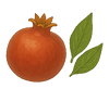 Pomegranate Extract